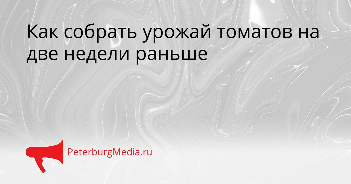 Как собрать урожай томатов на две недели раньше Сгенерировано