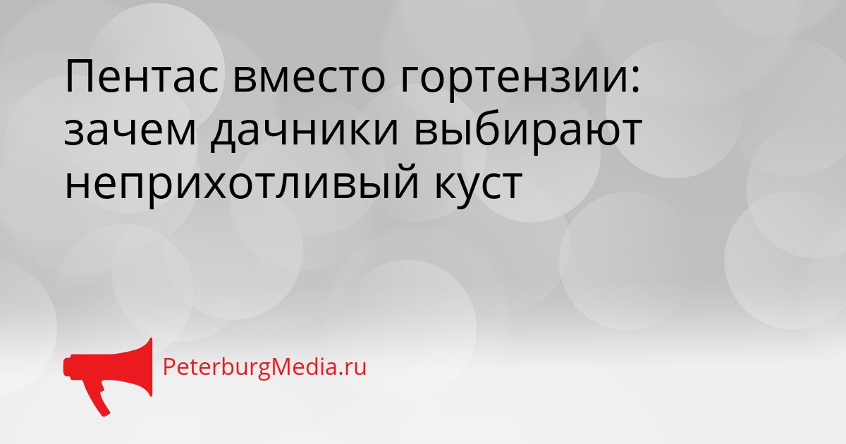 Пентас вместо гортензии: зачем дачники выбирают неприхотливый куст Сгенерировано