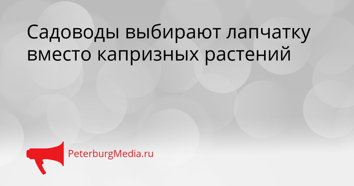 Садоводы выбирают лапчатку вместо капризных растений Сгенерировано