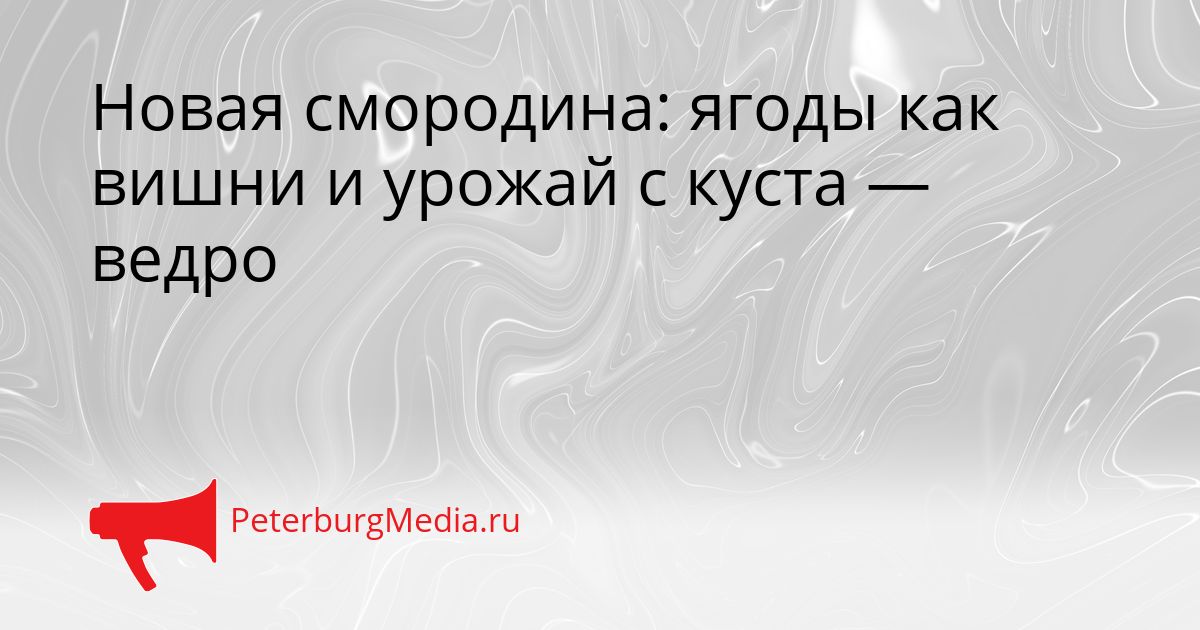 Новая смородина: ягоды как вишни и урожай с куста — ведро Сгенерировано