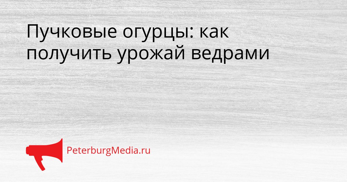 Пучковые огурцы: как получить урожай ведрами Сгенерировано