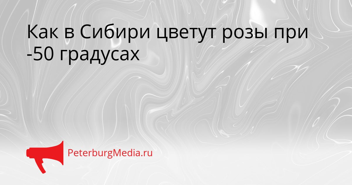 Как в Сибири цветут розы при -50 градусах Сгенерировано