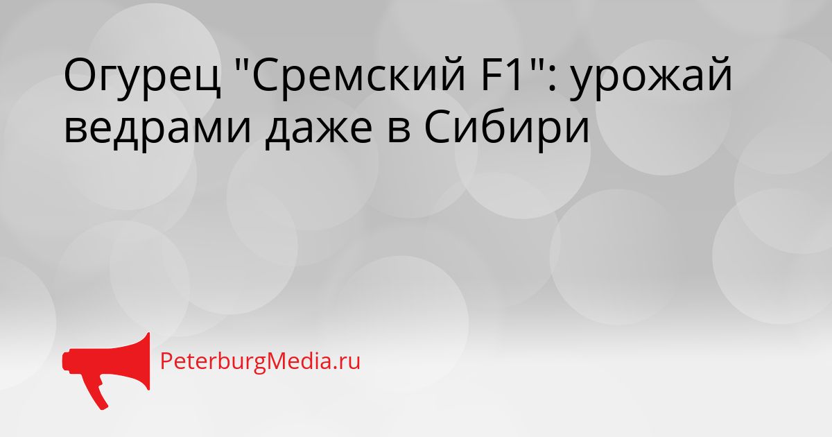 Огурец &quotСремский F1&quot: урожай ведрами даже в Сибири Сгенерировано