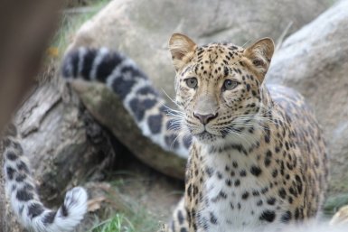 Тематическое фото Пресс-служба нацпарка &quotЗемля леопарда&quot