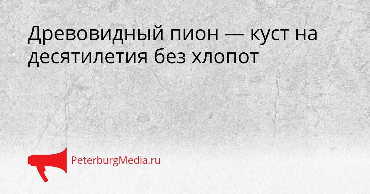 Древовидный пион — куст на десятилетия без хлопот Сгенерировано