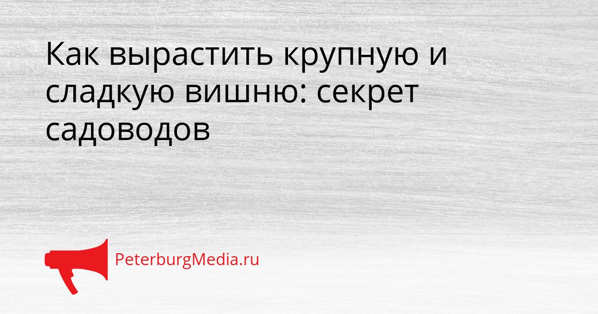 Как вырастить крупную и сладкую вишню: секрет садоводов Сгенерировано