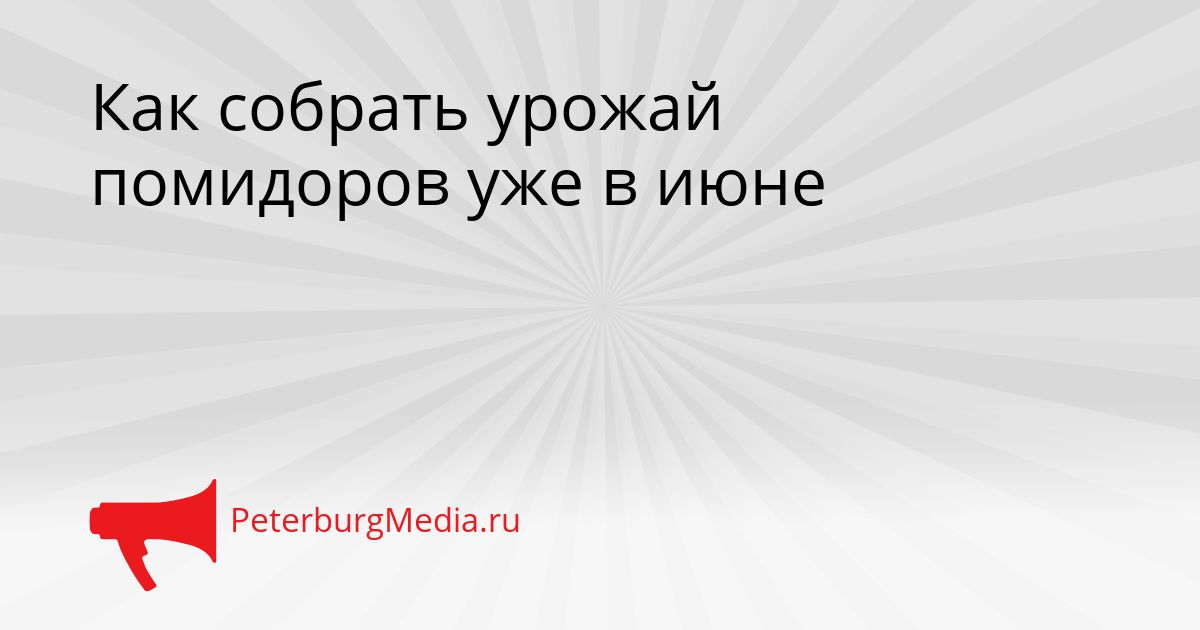 Как собрать урожай помидоров уже в июне Сгенерировано