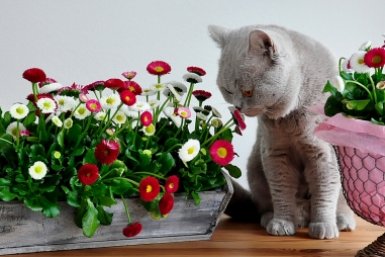 Кот и цветы pxhere.com