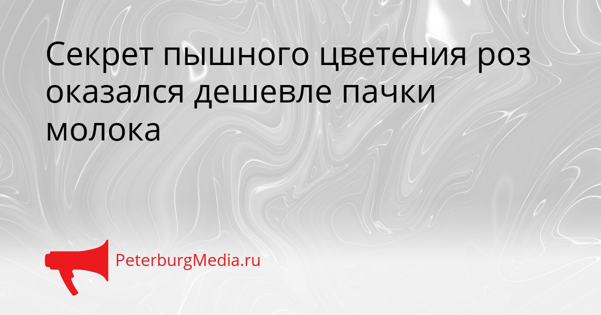 Секрет пышного цветения роз оказался дешевле пачки молока
