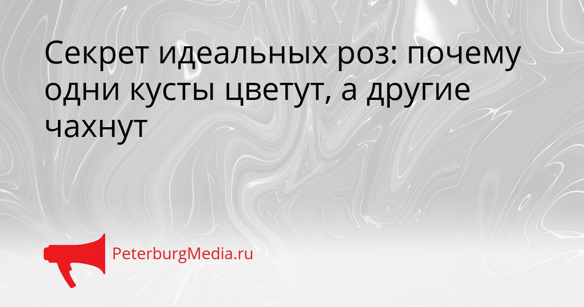 Секрет идеальных роз: почему одни кусты цветут, а другие чахнут