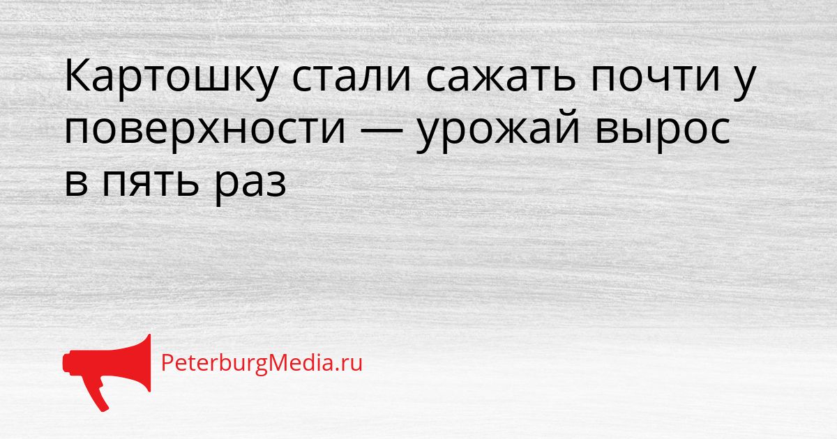 Картошку стали сажать почти у поверхности — урожай вырос в пять раз
