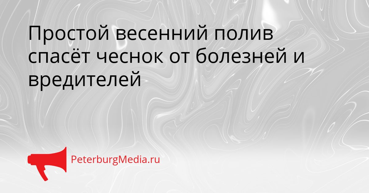 Простой весенний полив спасёт чеснок от болезней и вредителей