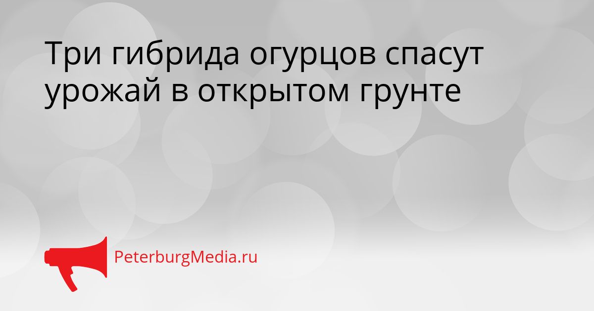 Три гибрида огурцов спасут урожай в открытом грунте