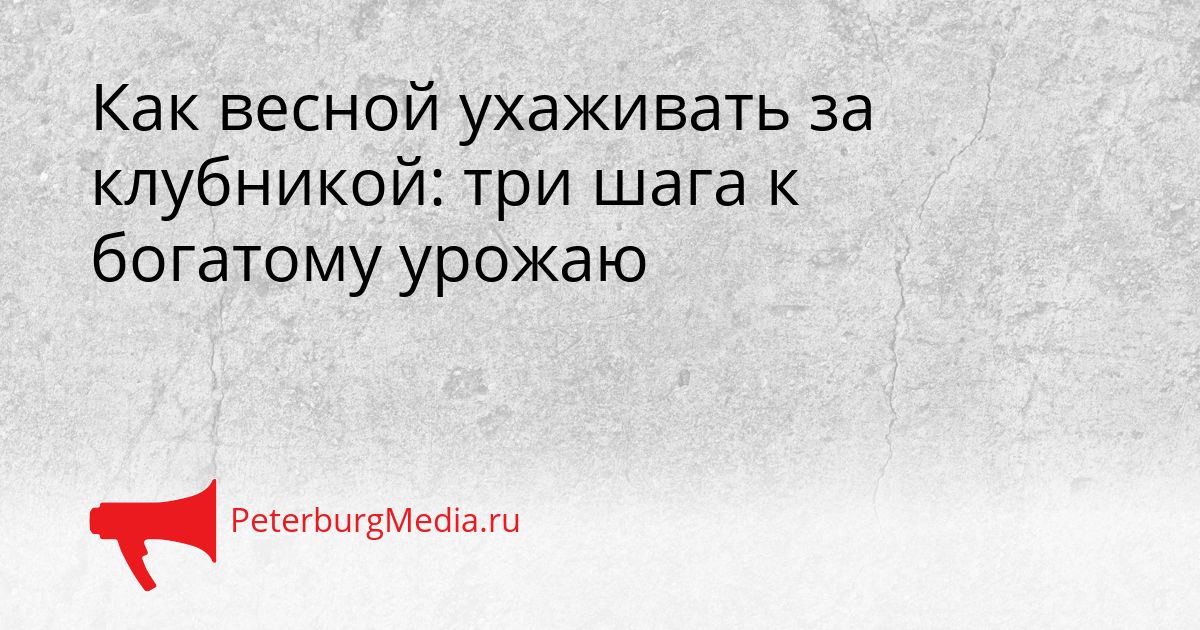 Как весной ухаживать за клубникой: три шага к богатому урожаю