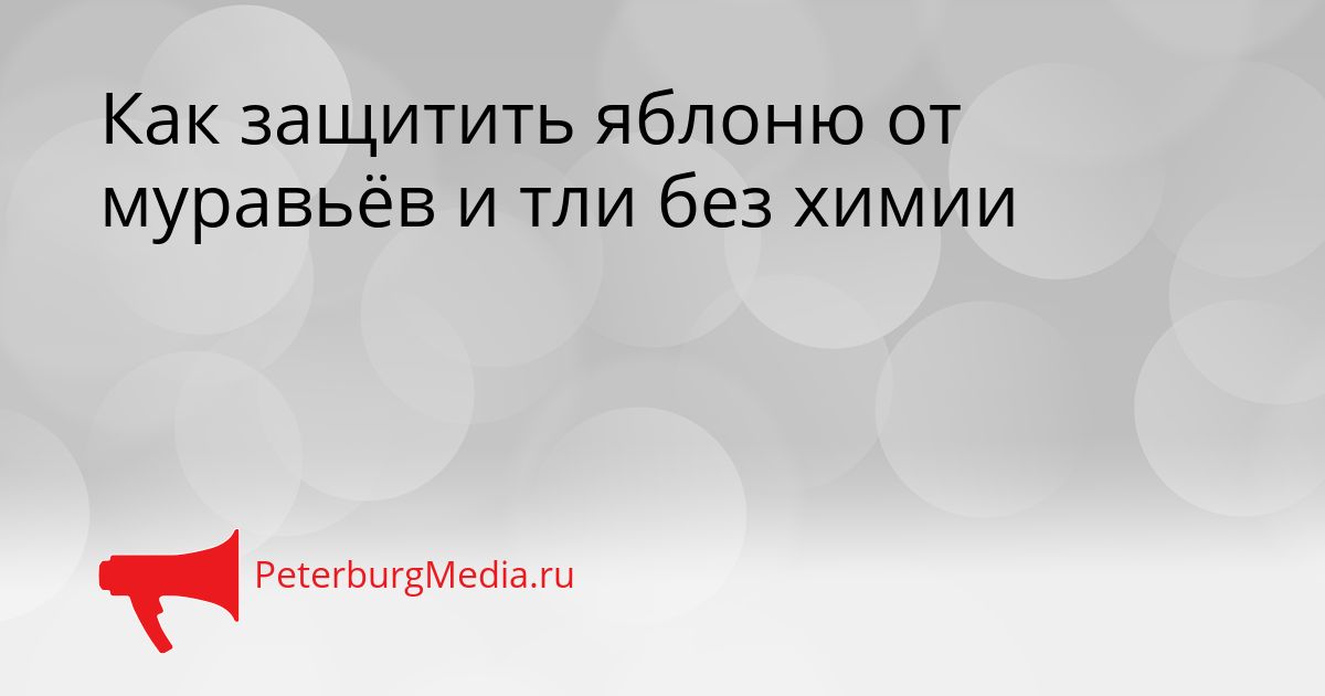 Как защитить яблоню от муравьёв и тли без химии