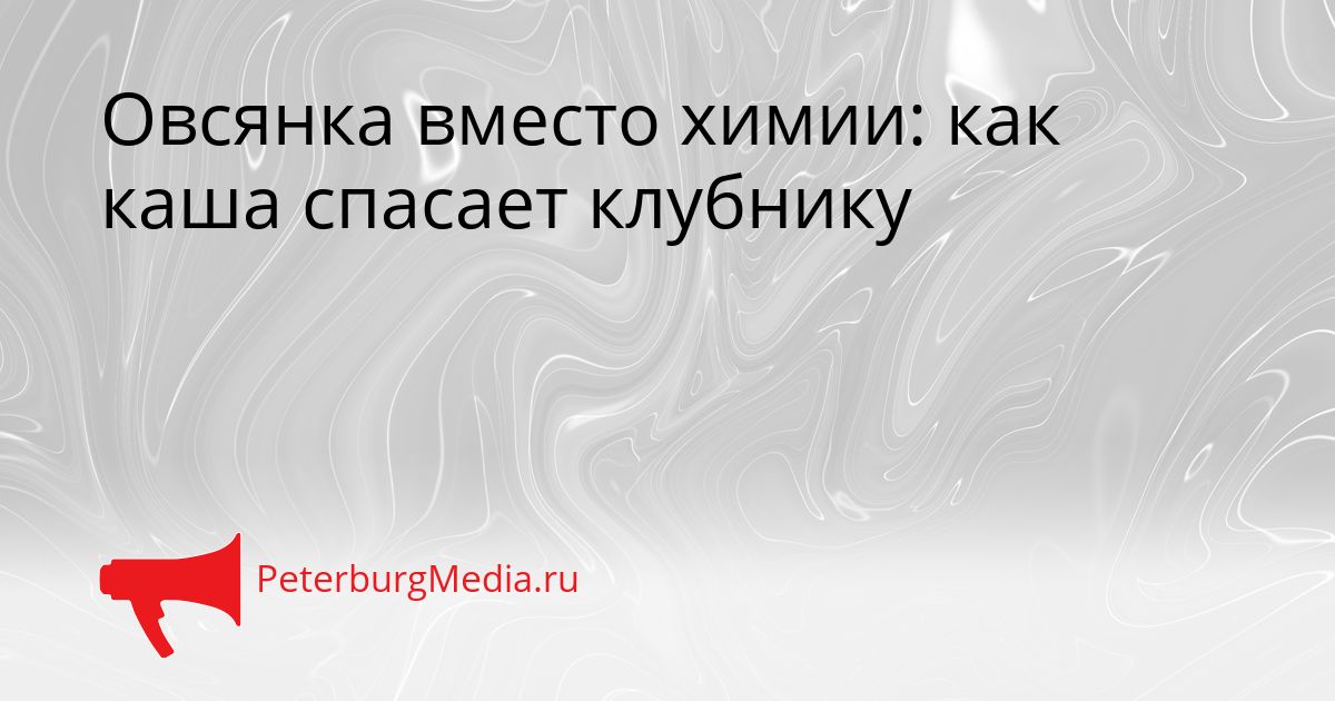 Овсянка вместо химии: как каша спасает клубнику