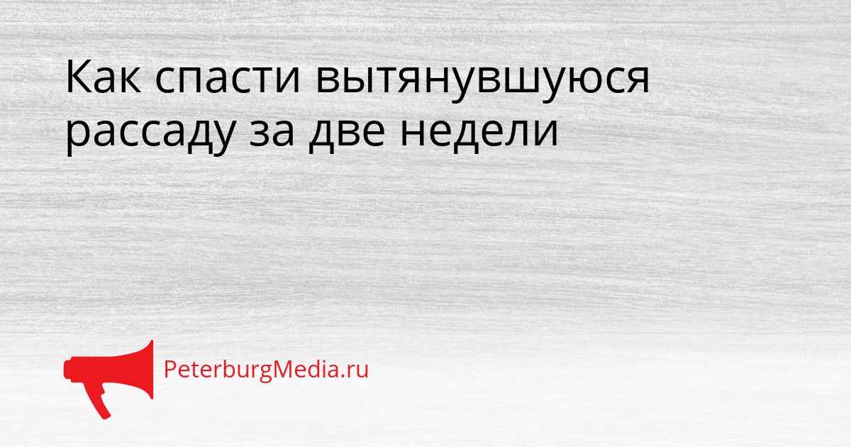 Как спасти вытянувшуюся рассаду за две недели