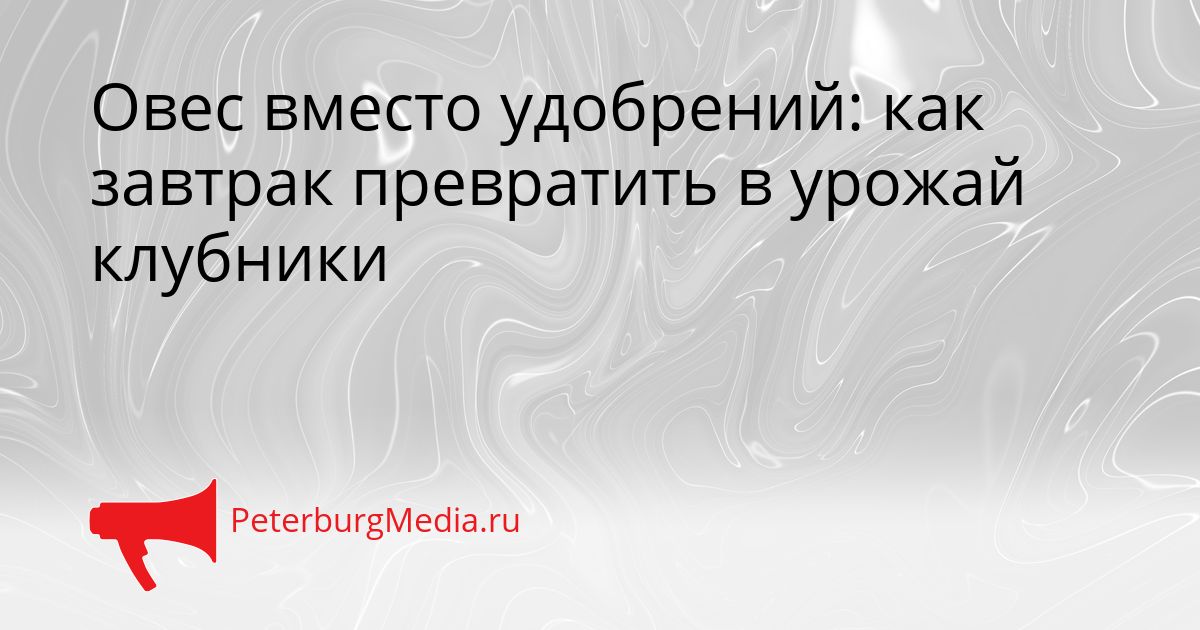 Овес вместо удобрений: как завтрак превратить в урожай клубники