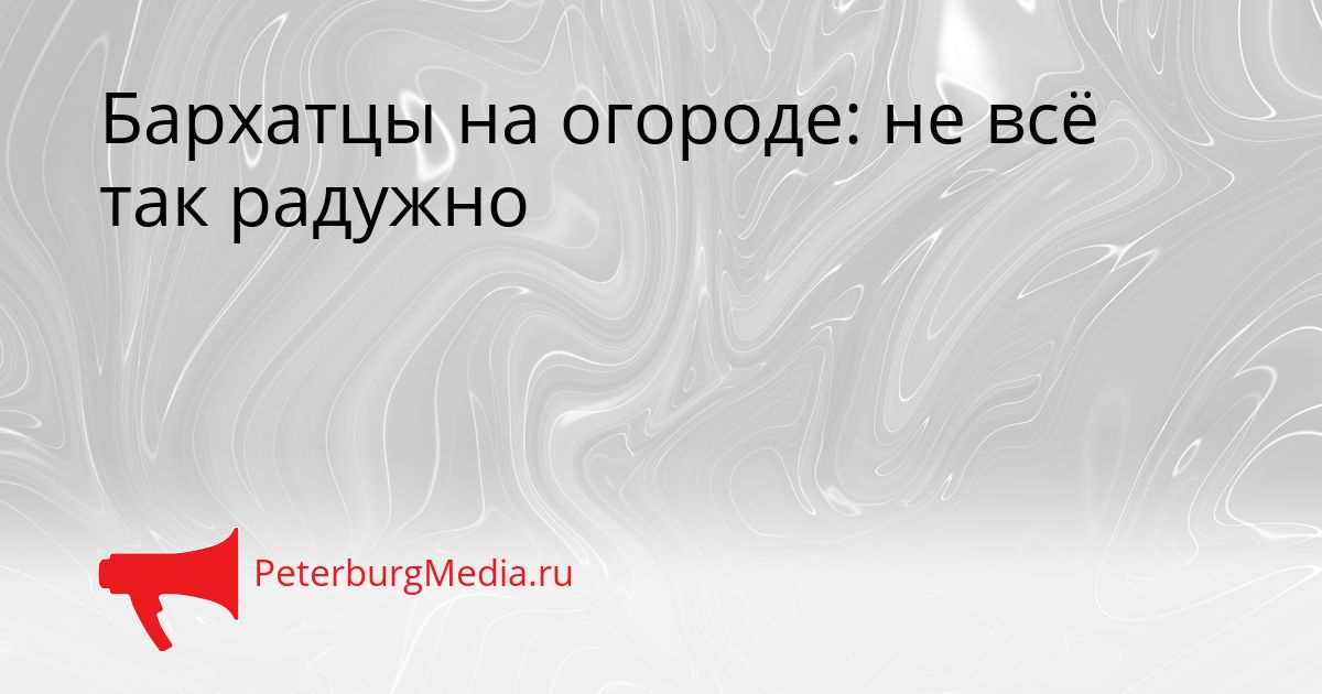 Бархатцы на огороде: не всё так радужно
