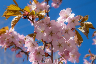 Цветущая сакура Владислав Беляцкий, ИА SakhalinMedia