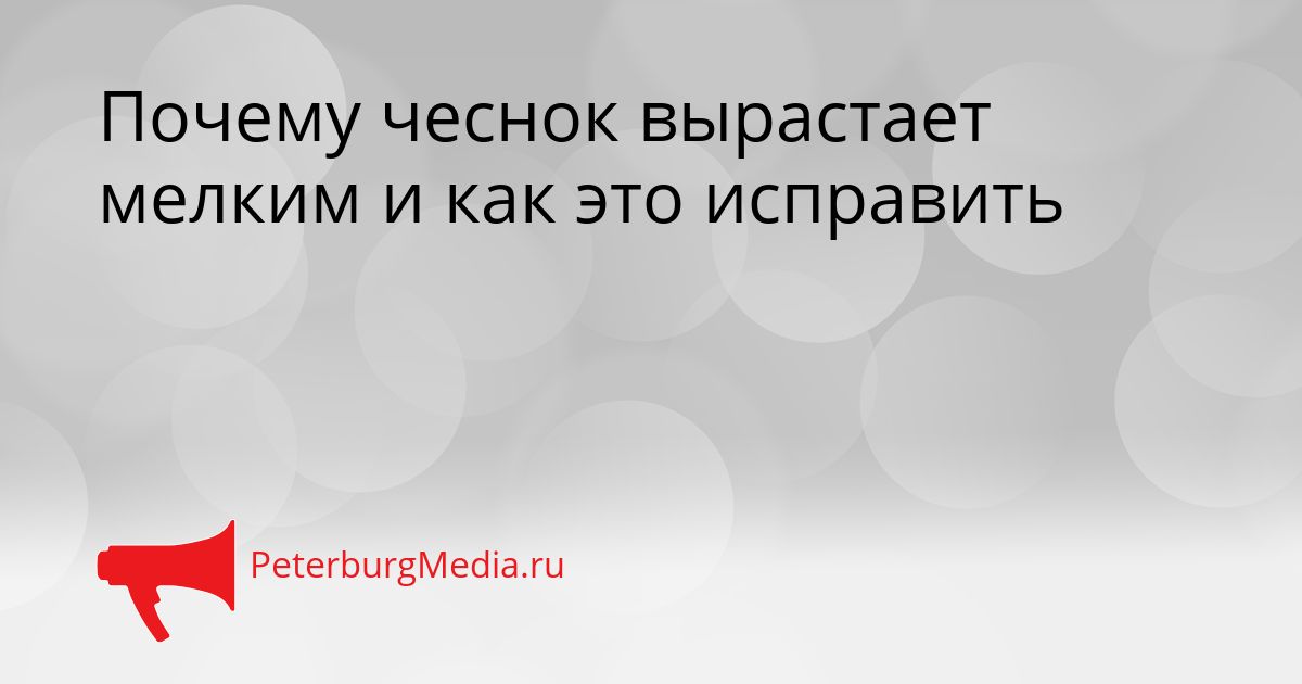 Почему чеснок вырастает мелким и как это исправить