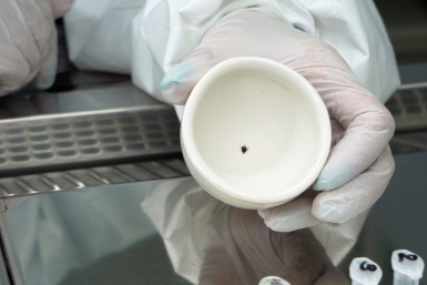 Россиянам рассказали, как действовать сразу после укуса клеща пресс-служба правительства Приморского края