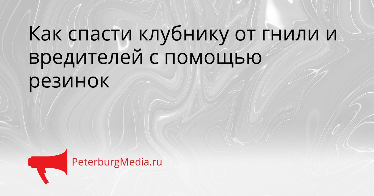 Как спасти клубнику от гнили и вредителей с помощью резинок