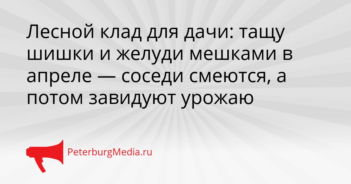 Лесной клад для дачи: тащу шишки и желуди мешками в апреле — соседи смеются, а потом завидуют урожаю