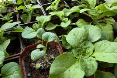 Эксперт рассказала, как правильно подготовить дачный участок к сезону Марина Кудрявцева, ИА UssurMedia