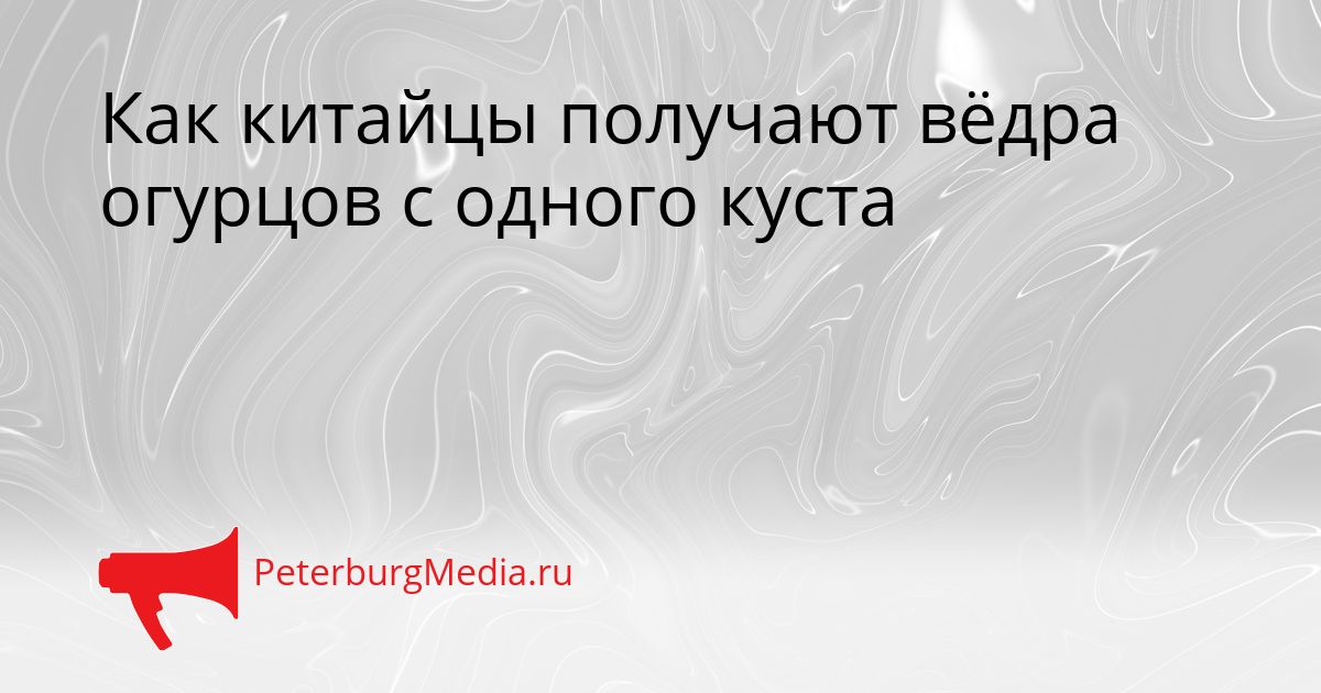 Как китайцы получают вёдра огурцов с одного куста