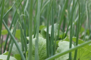 Огород, дача грядки, лук, зелень Анна Маринец, ИА UssurMedia.ru