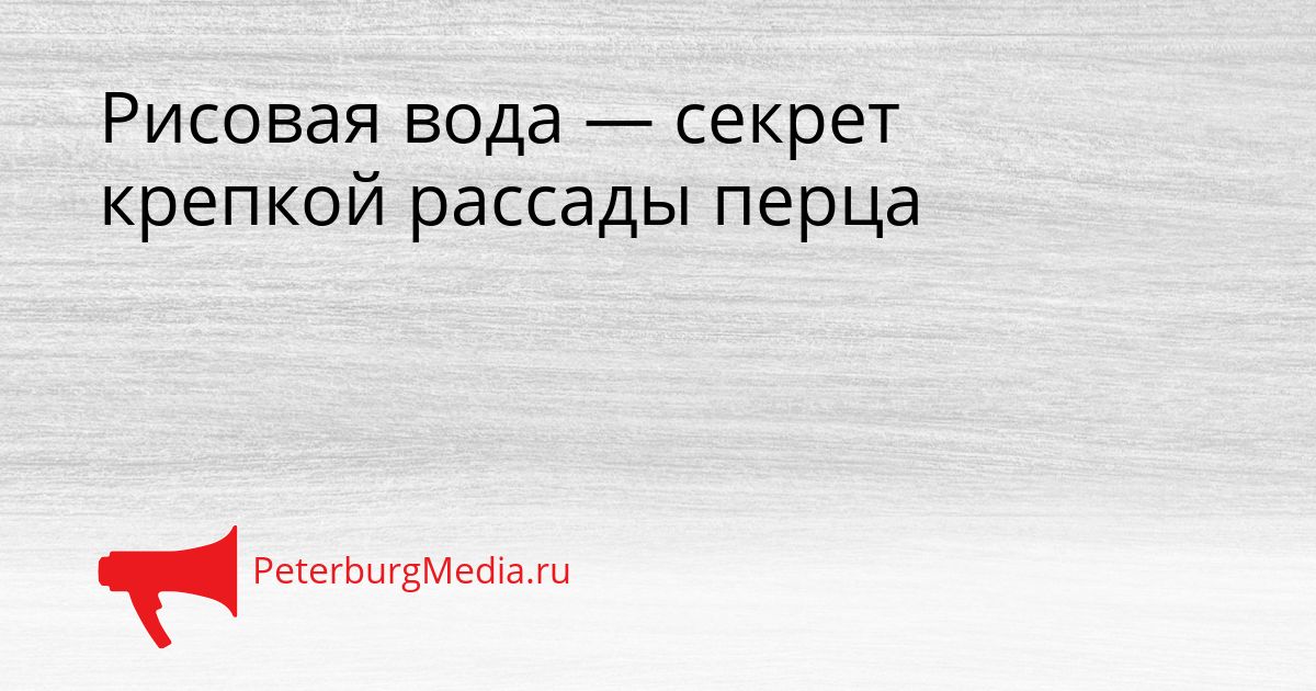 Рисовая вода — секрет крепкой рассады перца