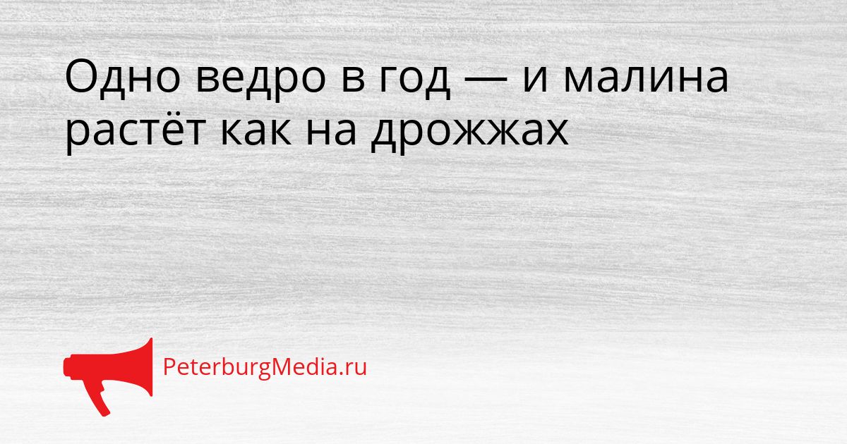 Одно ведро в год — и малина растёт как на дрожжах