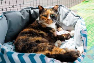 Эксперты рассказали, как подготовить питомца к поездке Евгений Кулешов, ИА PrimaMedia.ru