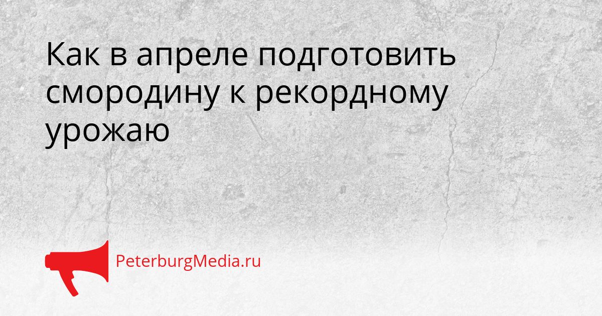 Как в апреле подготовить смородину к рекордному урожаю