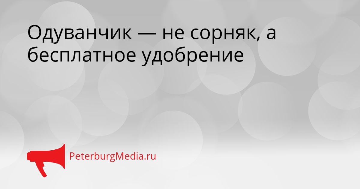 Одуванчик — не сорняк, а бесплатное удобрение