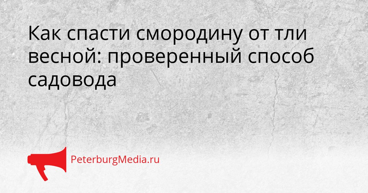 Как спасти смородину от тли весной: проверенный способ садовода