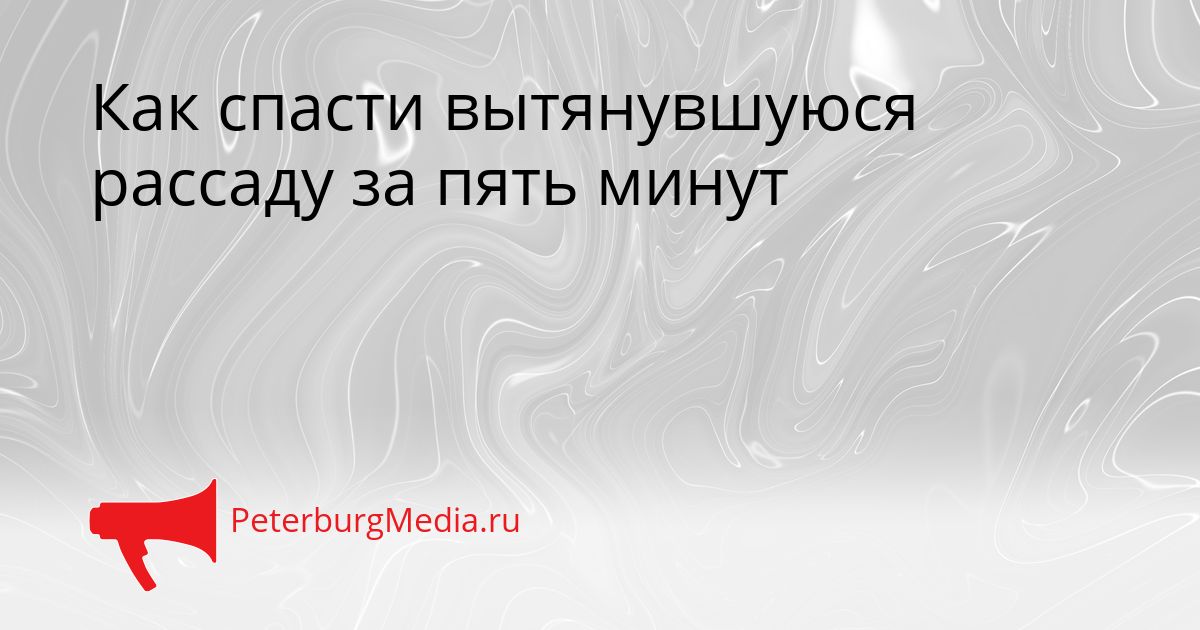 Как спасти вытянувшуюся рассаду за пять минут