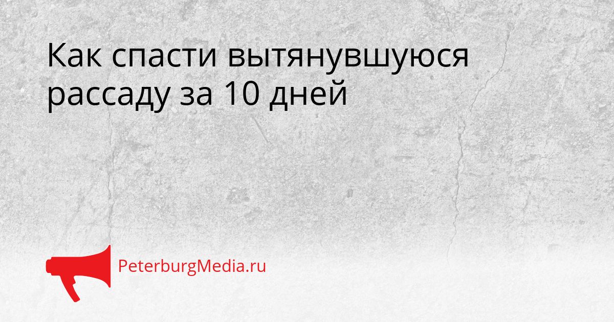 Как спасти вытянувшуюся рассаду за 10 дней