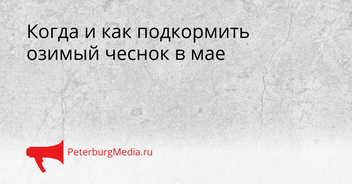 Когда и как подкормить озимый чеснок в мае