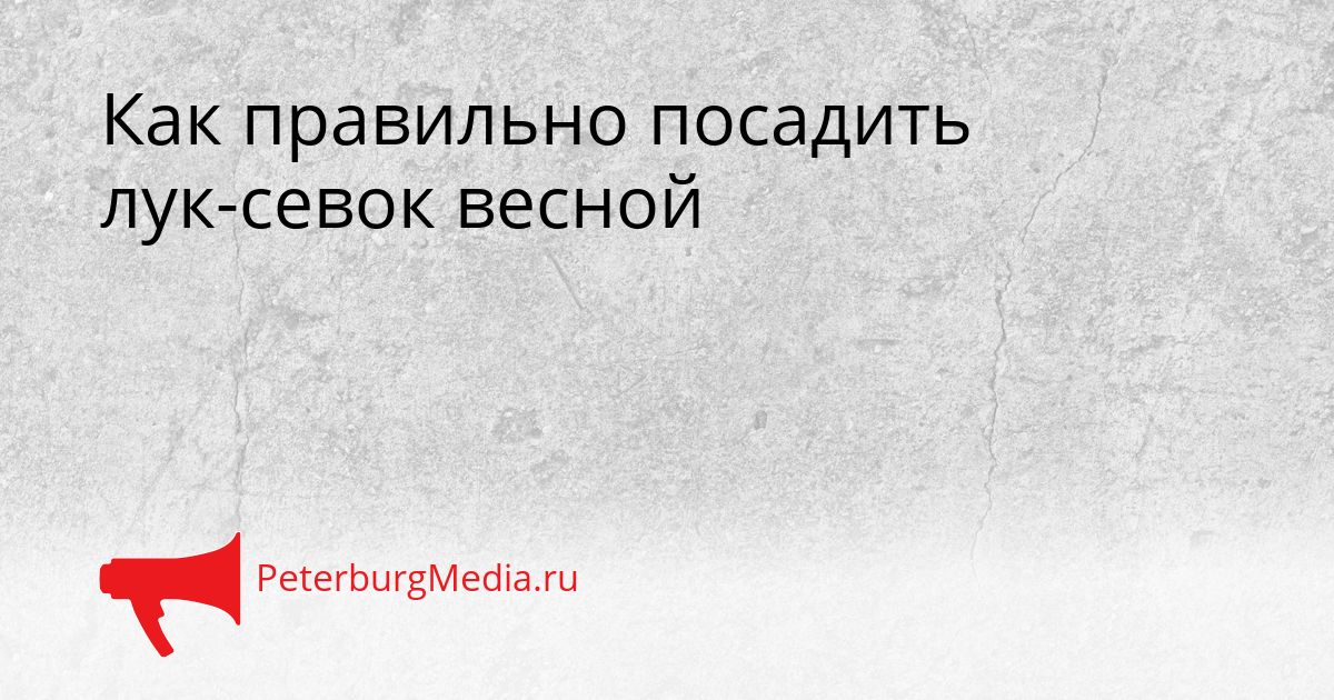 Как правильно посадить лук-севок весной