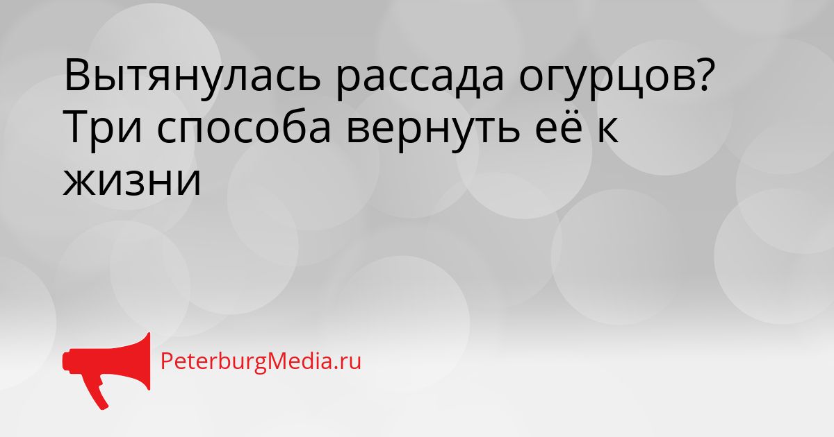 Вытянулась рассада огурцов? Три способа вернуть её к жизни
