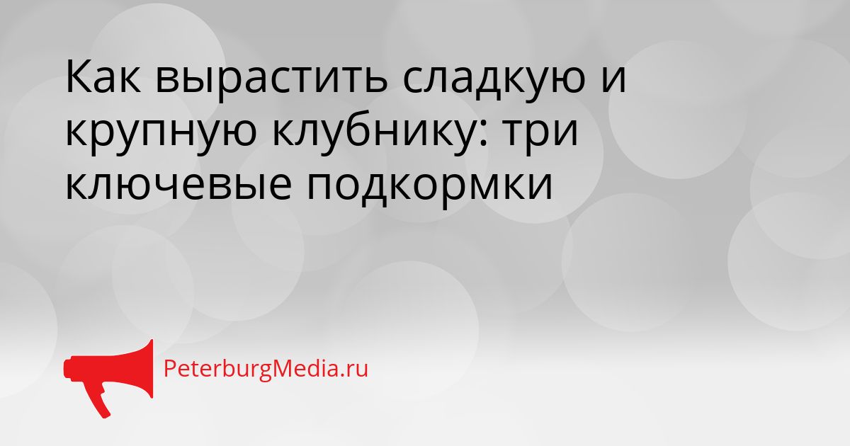 Как вырастить сладкую и крупную клубнику: три ключевые подкормки