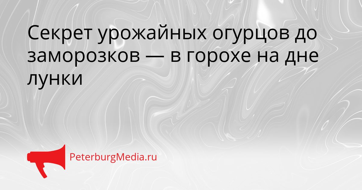 Секрет урожайных огурцов до заморозков — в горохе на дне лунки