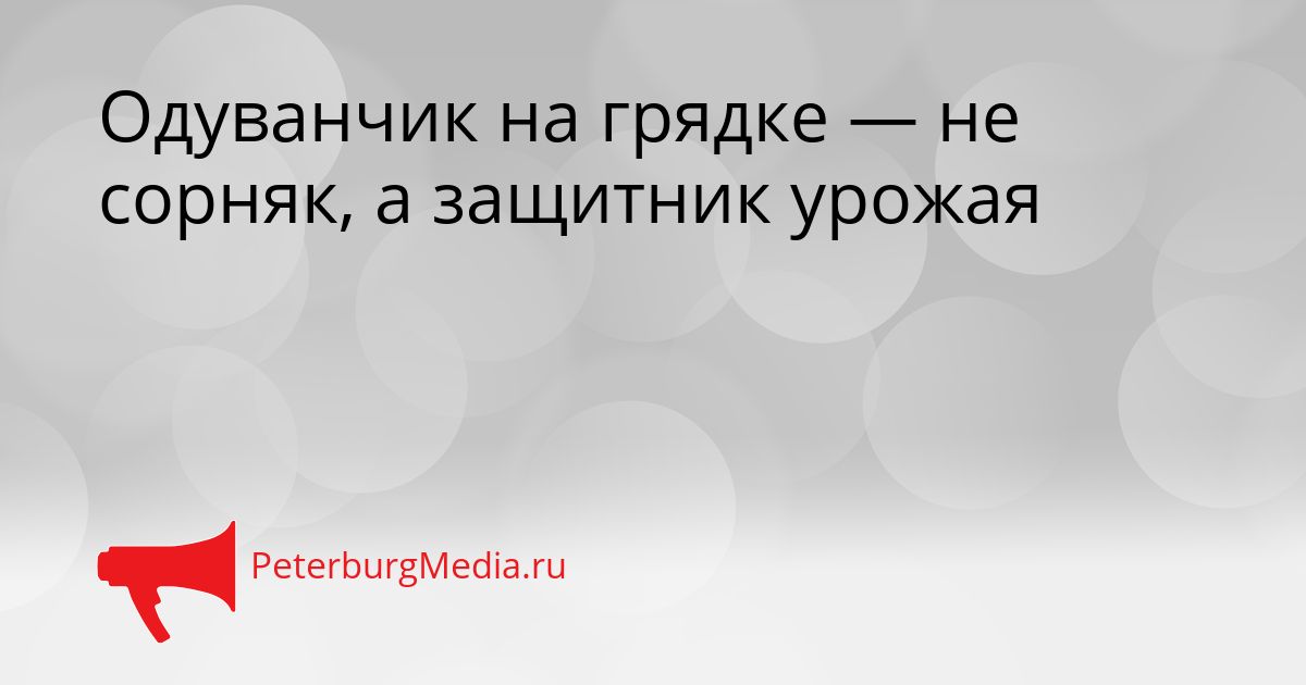 Одуванчик на грядке — не сорняк, а защитник урожая