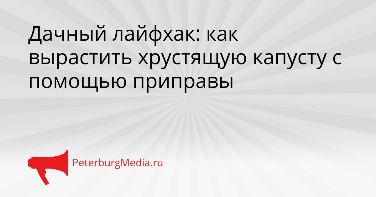 Дачный лайфхак: как вырастить хрустящую капусту с помощью приправы
