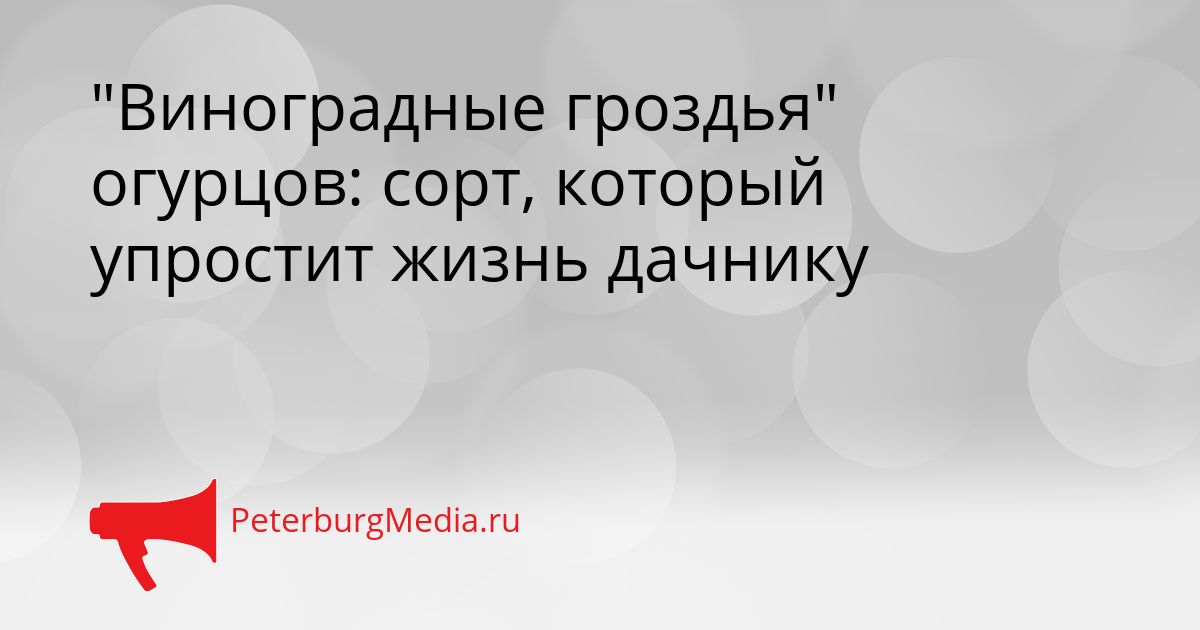"Виноградные гроздья" огурцов: сорт, который упростит жизнь дачнику