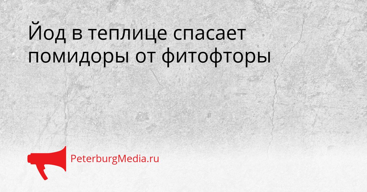 Йод в теплице спасает помидоры от фитофторы