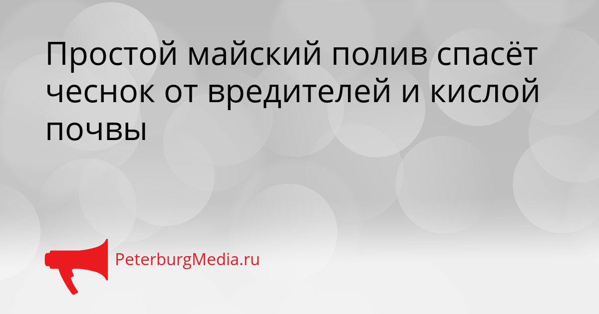 Простой майский полив спасёт чеснок от вредителей и кислой почвы