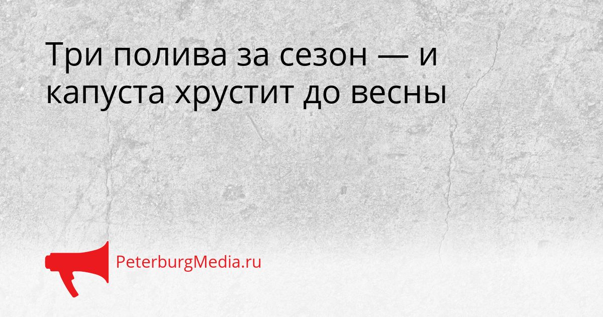 Три полива за сезон — и капуста хрустит до весны
